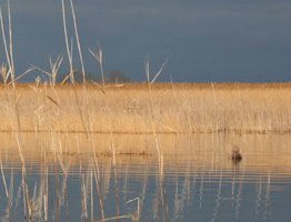 Rentanje skutera Vodice | Rent a Scooter Vodice